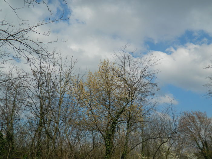 DSCN1112 - 2016 PARCUL BOTANIC TIMISOARA