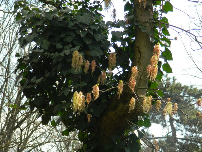 DSCN1114 - 2016 PARCUL BOTANIC TIMISOARA