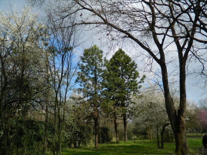 DSCN1123 - 2016 PARCUL BOTANIC TIMISOARA