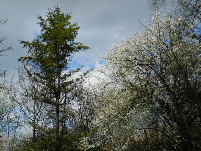 DSCN1124 - 2016 PARCUL BOTANIC TIMISOARA