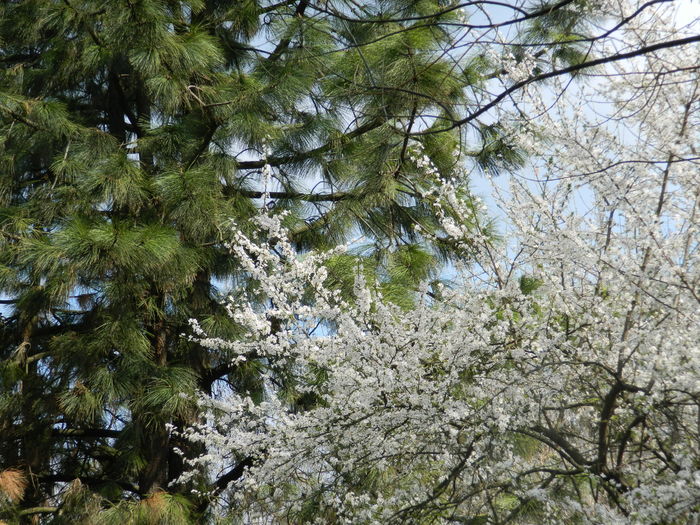 DSCN1125 - 2016 PARCUL BOTANIC TIMISOARA