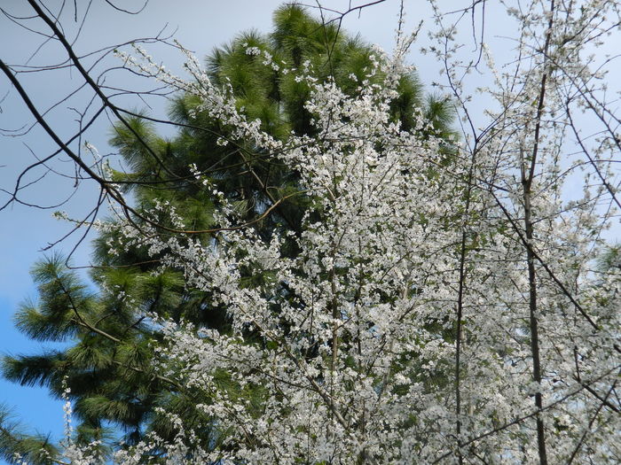DSCN1126 - 2016 PARCUL BOTANIC TIMISOARA