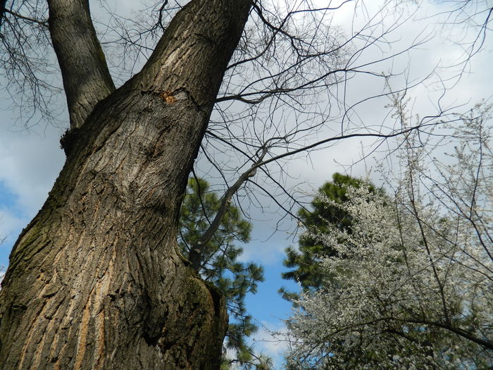 DSCN1127 - 2016 PARCUL BOTANIC TIMISOARA