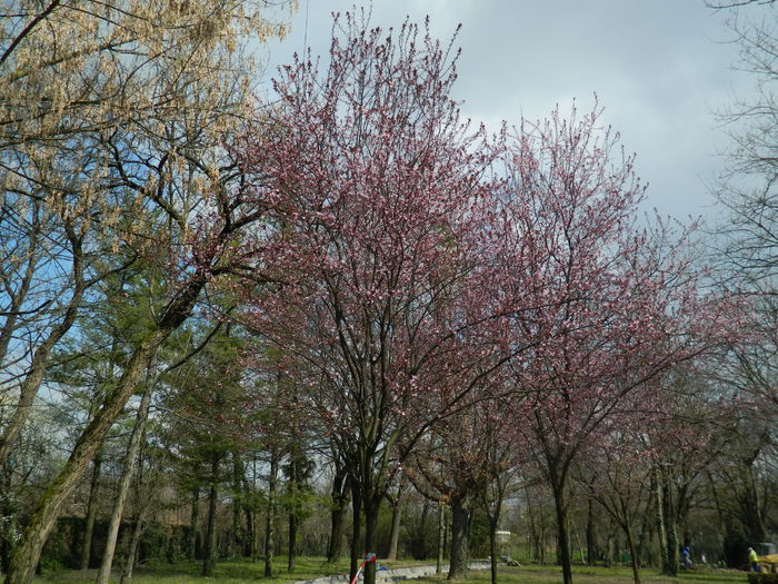 DSCN1131 - 2016 PARCUL BOTANIC TIMISOARA