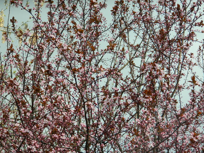 DSCN1132 - 2016 PARCUL BOTANIC TIMISOARA