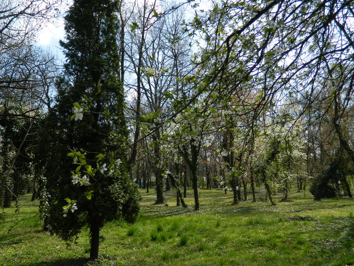 DSCN1136 - 2016 PARCUL BOTANIC TIMISOARA