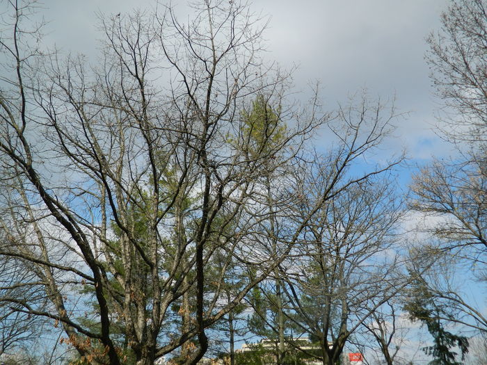 DSCN1137 - 2016 PARCUL BOTANIC TIMISOARA