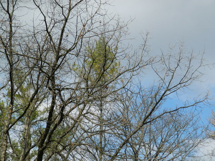 DSCN1138 - 2016 PARCUL BOTANIC TIMISOARA