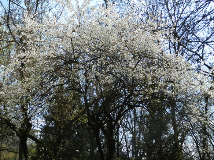 DSCN1139 - 2016 PARCUL BOTANIC TIMISOARA