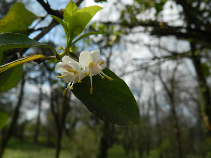 DSCN1145 - 2016 PARCUL BOTANIC TIMISOARA