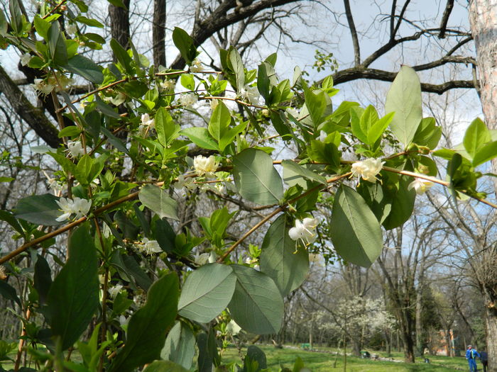 DSCN1146 - 2016 PARCUL BOTANIC TIMISOARA