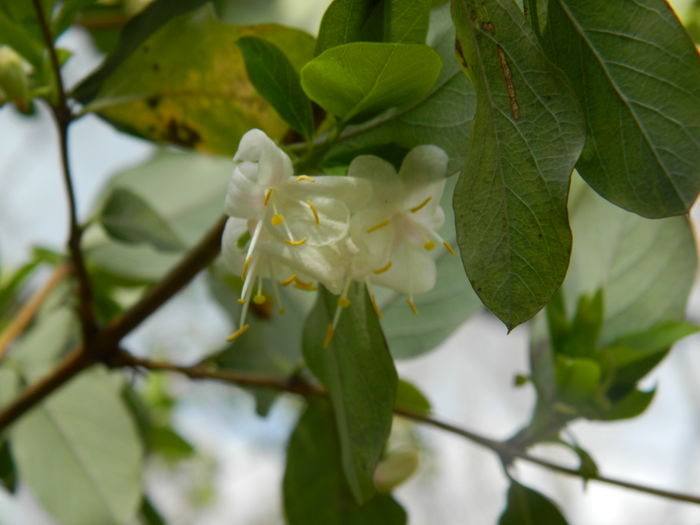 DSCN1148 - 2016 PARCUL BOTANIC TIMISOARA