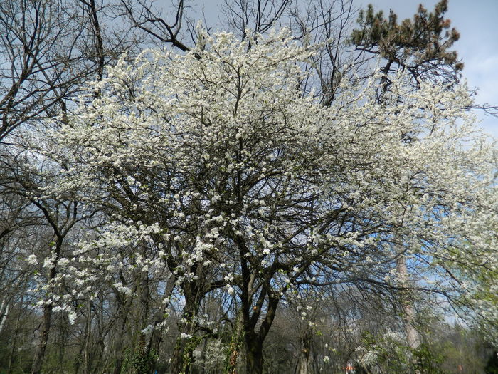 DSCN1152 - 2016 PARCUL BOTANIC TIMISOARA