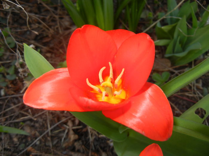 Tulipa Showwinner (2016, March 17) - Tulipa Showwinner
