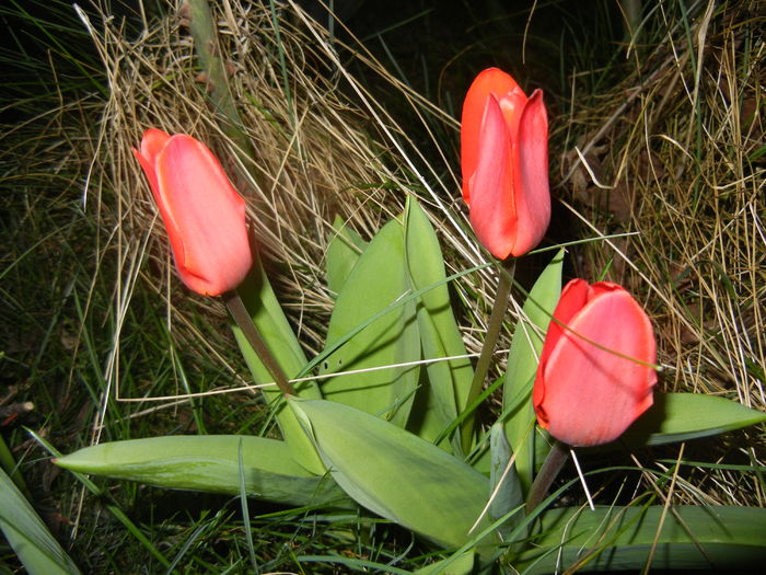 Tulipa Showwinner (2016, March 18) - Tulipa Showwinner