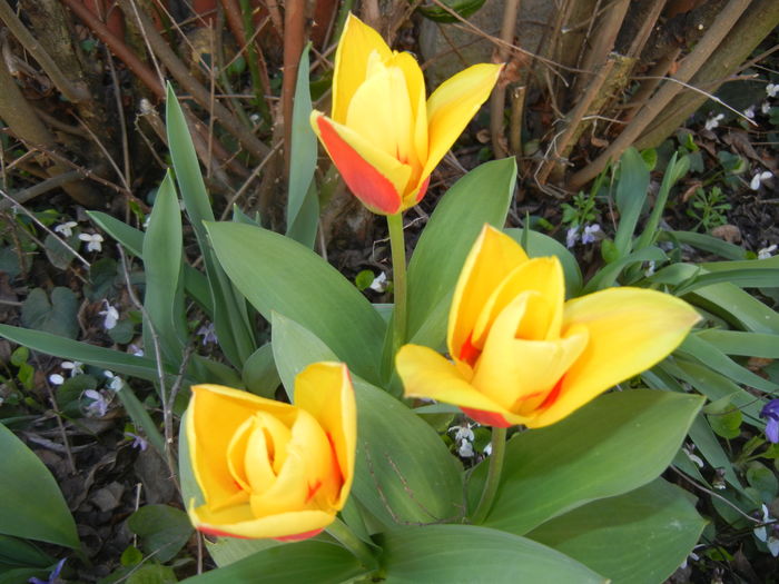 Tulipa Stresa (2016, March 17)