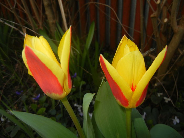 Tulipa Stresa (2016, March 17)
