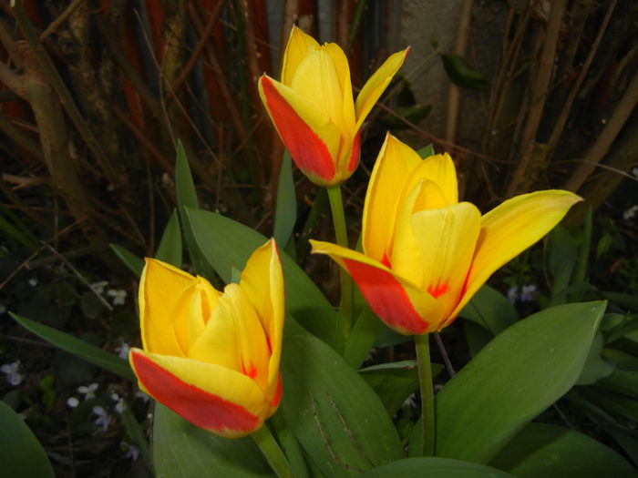 Tulipa Stresa (2016, March 17)