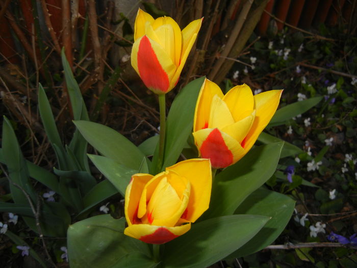 Tulipa Stresa (2016, March 18)