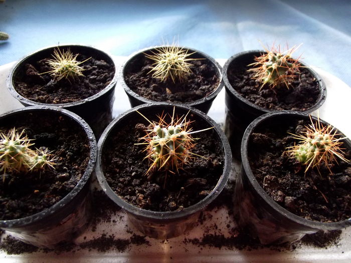 evolutie cactusi din seminte - cactusi din seminte