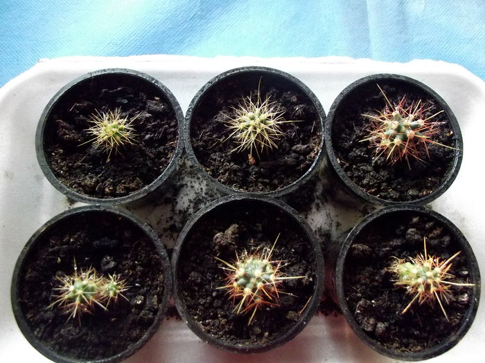6 supravietuitori - cactusi din seminte