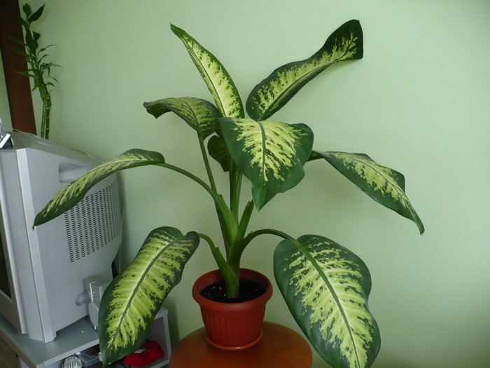 P1200905 - Plante verzi - decorative prin frunzis 2009 - 2010