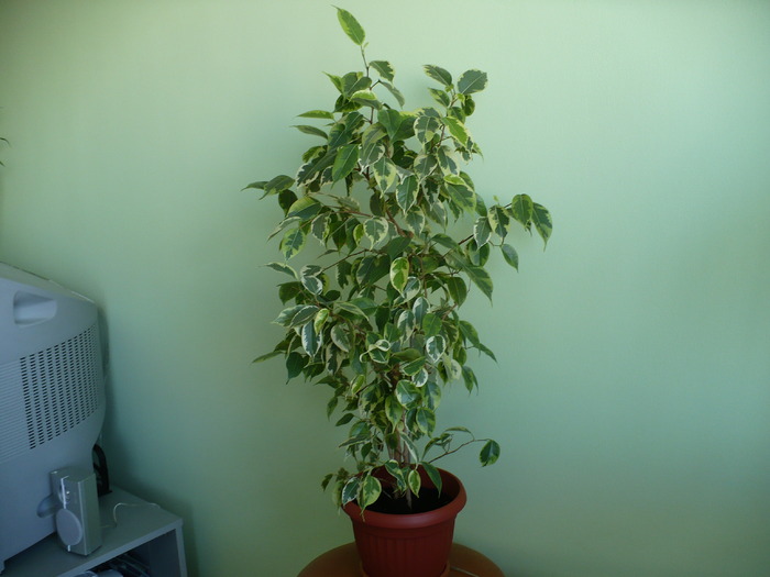 P1200364 - Plante verzi - decorative prin frunzis 2009 - 2010