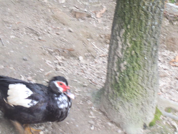 DSCF7572 - pasari de rasa-ratele melel lesesti
