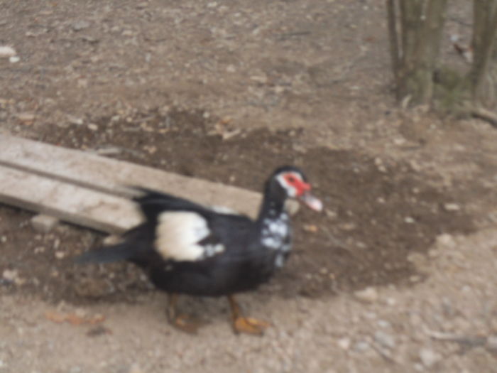 DSCF7571 - pasari de rasa-ratele melel lesesti