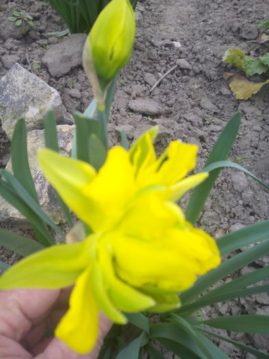 narcisa ciufulita