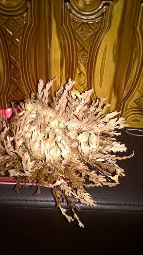 WP_20160310_20_09_33_Pro - rose of jericho