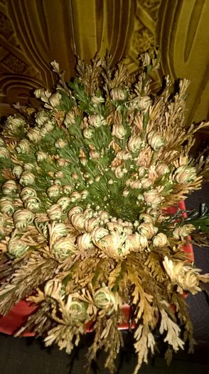 WP_20160311_18_36_24_Pro - rose of jericho