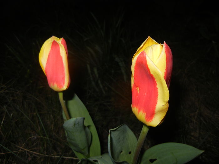 Tulipa Stresa (2016, March 18)