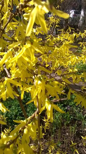 forsythia - 10 lei