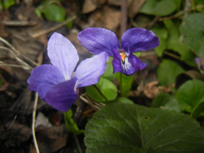 Sweet Violet (2016, March 13)