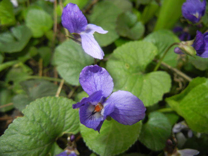 Sweet Violet (2016, March 13)