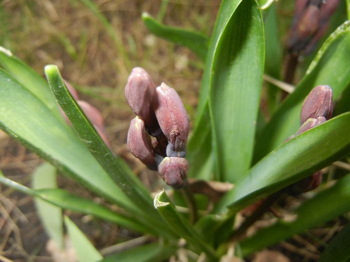 Hyacinth Amethyst (2016, March 13) - Hyacinth Amethyst