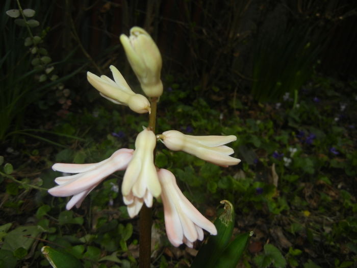 Pink hyacinth (2016, March 15) - HYACINTHUS Orientalis Simple