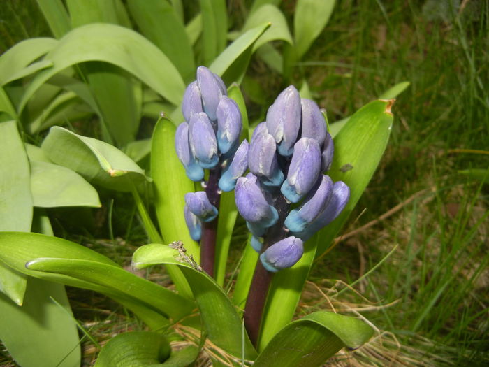 Blue hyacinth (2016, March 15) - HYACINTHUS Orientalis Simple