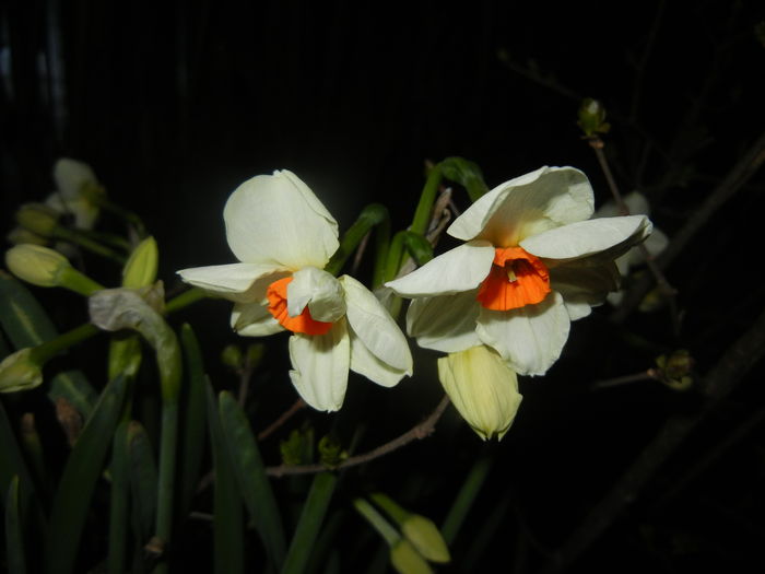 Narcissus Geranium (2016, March 18)