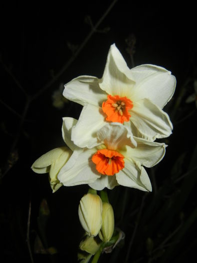 Narcissus Geranium (2016, March 18)