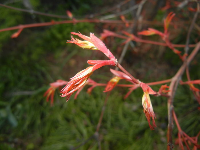 Acer palmatum Katsura (2016, March 18)