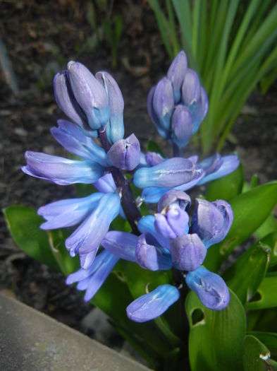 Hyacinth Delft Blue (2016, March 17) - Hyacinth Delft Blue