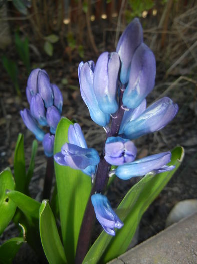 Hyacinth Delft Blue (2016, March 17) - Hyacinth Delft Blue