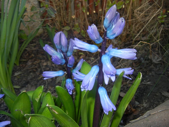 Hyacinth Delft Blue (2016, March 18)