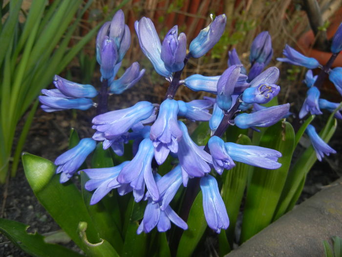 Hyacinth Delft Blue (2016, March 18)