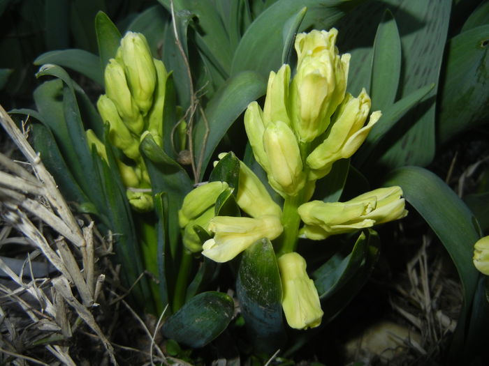 Hyacinth Yellow Queen (2016, March 17)