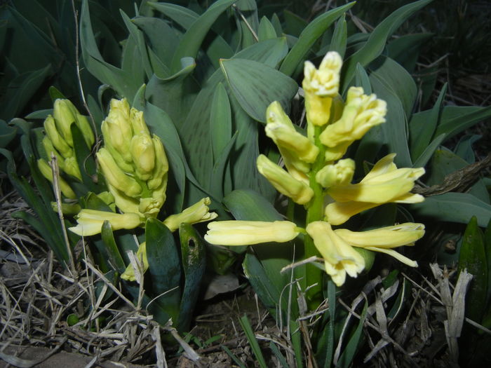 Hyacinth Yellow Queen (2016, March 17)