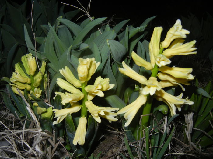 Hyacinth Yellow Queen (2016, March 18)