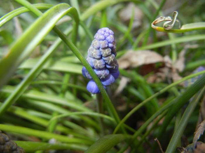 Muscari armeniacum (2016, March 18)
